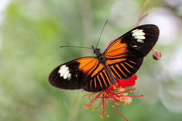 freshly hatched butterflies at the show.