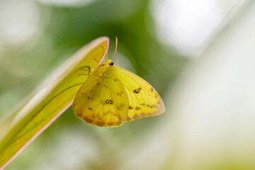 freshly hatched butterflies at the show.