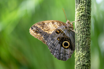 freshly hatched butterflies at the show.