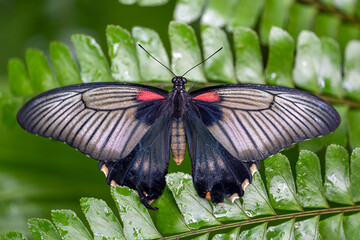 freshly hatched butterflies at the show.