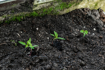 Newly planted little tomatoes pepper seedling in ground, soil in organic vegetable garden, greenhouse. farming, cultivation, agriculture, agronomy in spring summer concept