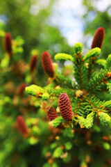 Fir branches with cones. Pinery. Trees in the forest. Glare of the sun.