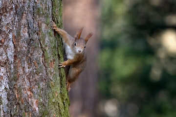 Cute squirrels run around the park looking for nuts.