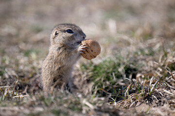 Naklejka na ściany i meble Ground squirrel eats food on the pasture.