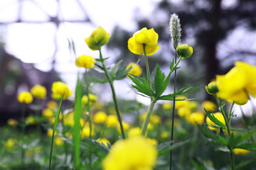 Obraz premium Plants and flowers macro. Detail of petals and leaves at sunset. Natural nature background.