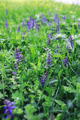 Plants and flowers macro. Detail of petals and leaves at sunset. Natural nature background.