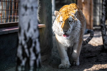 Interestingly colored tiger in a small zoo.