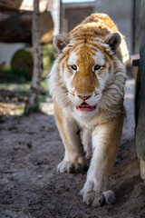 Interestingly colored tiger in a small zoo.