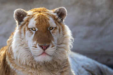 Interestingly colored tiger in a small zoo.