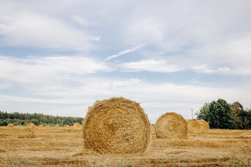 Yellow golden straw bales of hay in the stubble field, agricultural field under a blue sky with clouds