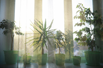 Indoor plants and flowers in pots by the window. Seedlings on the windowsill.