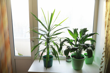 Indoor plants and flowers in pots by the window. Seedlings on the windowsill.