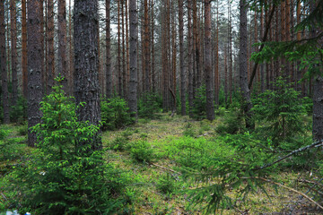 Fototapeta premium Fir branches with cones. Pinery. Trees in the forest. Glare of the sun.