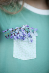 blooming wisteria flowers in a pocket