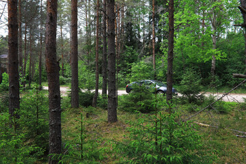 Fir branches with cones. Pinery. Trees in the forest. Glare of the sun.