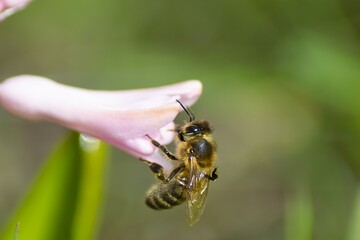Bee on pink hyacinth flower. close up collecting pollen in a blooming garden