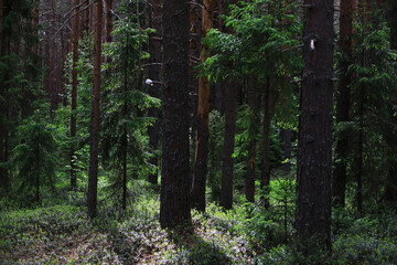 Fir branches with cones. Pinery. Trees in the forest. Glare of the sun.