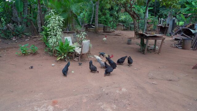 Dominican Republic. Feeding chickens in a private rural property.