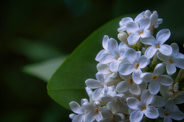 Weißer Flieder - Ecology - Frühling - Springtime- Spring - High quality photo
