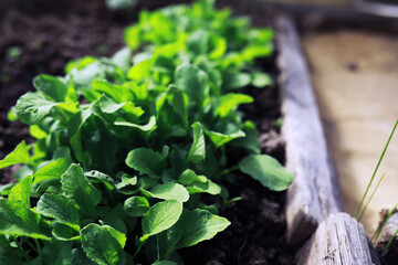 Young sprouts of seedlings in the vegetable garden. Greenery in a greenhouse. Fresh herbs in the spring on the beds.
