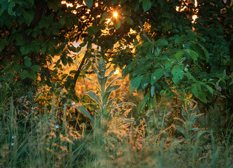 The great mullein (Verbascum thapsus) plants in the green and golden forest lit by backlight

