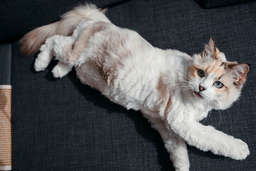 Portrait of white cat at home