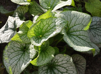 Green and silver leaves of Brunnera macrophylla Jack Frost