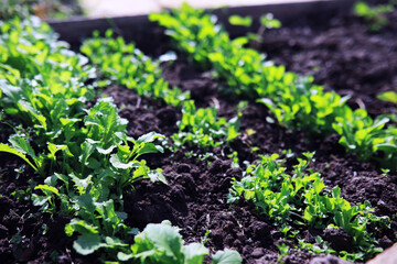 Young sprouts of seedlings in the vegetable garden. Greenery in a greenhouse. Fresh herbs in the spring on the beds.