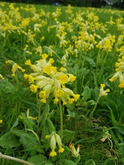 Cowslip, spring flower, East town park, haverhill, Suffolk, wildflower