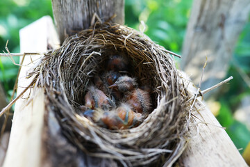 Bird's nest with bird in early summer. Eggs and chicks of a small bird. Starling. Feeds the chicks.