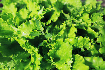 Young sprouts of seedlings in the vegetable garden. Greenery in a greenhouse. Fresh herbs in the spring on the beds.