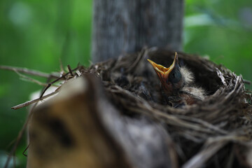 Bird's nest with bird in early summer. Eggs and chicks of a small bird. Starling. Feeds the chicks.