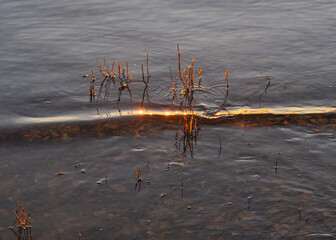 Dry reeds in the water lit by evening sunlight on the river shore. Golden wave and circles on the water