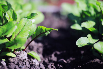 Young sprouts of seedlings in the vegetable garden. Greenery in a greenhouse. Fresh herbs in the spring on the beds.