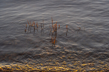 Dry reeds in the water lit by evening sunlight on the river shore. Golden wave and circles on the water