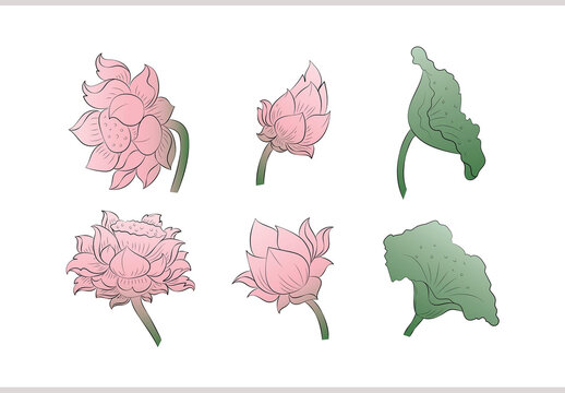Thai Lotus Flower Illustrations