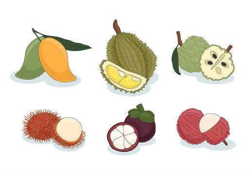 Tropical Asian Fruits Mango Durian Guava Lychee Rambutan Mangosteen Vector Illustration