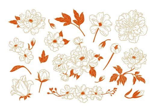 Chinese Peony Flower Floral Illustrations