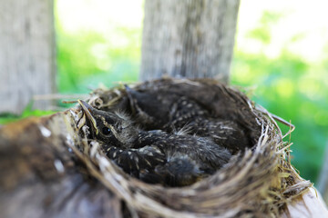 Bird's nest with bird in early summer. Eggs and chicks of a small bird. Starling. Feeds the chicks.