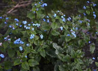 A spray of blue flowers of Brunnera macrophylla Jack Frost on a sunny spring day