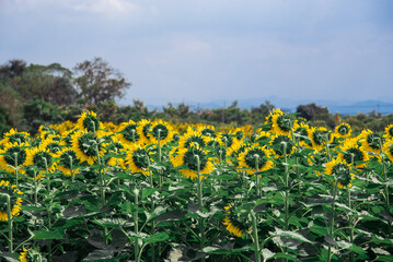 Sunflower field in winter