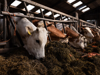cows in a stable eating carrots.