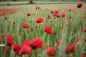 Obraz premium champ de fleur coquelicots