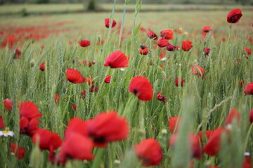 champ de fleur coquelicots