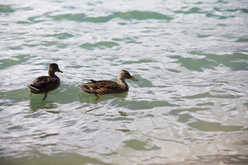 Water surface. The texture of the water. Waves on the lake in windy weather.