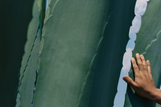 hand of a person holding a maguey in the field