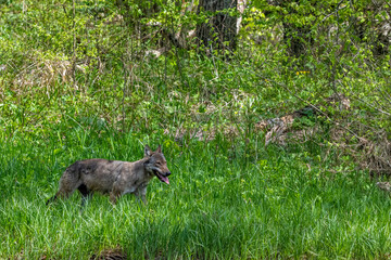 Grey Wolf (Canis lupus) in the forest Bieszczady Mountains, Carpathians, Poland.