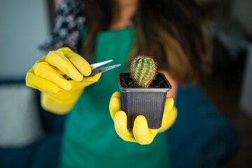 Pretty asian woman in a green apron replanting a home plant Cereus succulent cactus in gloves in a...