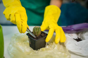 Pretty asian woman in a green apron replanting a home plant Cereus succulent cactus in gloves in a...