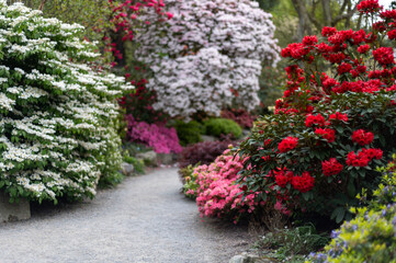 Beautiful Garden with blooming trees and bushes during spring time, Wales, UK, early spring flowering azalea shrubs